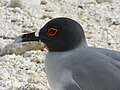 La gaviota de las Galápagos tiene un anillo ocular naranja que resalta sobre su cabeza gris.