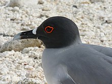 Close-up of head and neck of an adult on the Galapagos Islands. Its plumage and the red ring around its eye shows that it is in breeding condition. Swallow-tailed Gull (Creagrus furcatus) -side upper body.jpg