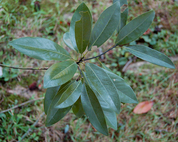 File:Sweetbay Magnolia Magnolia virginiana Leaf Cluster 2500px.jpg