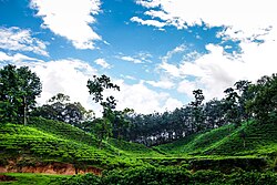 Sylhet tea garden.jpg