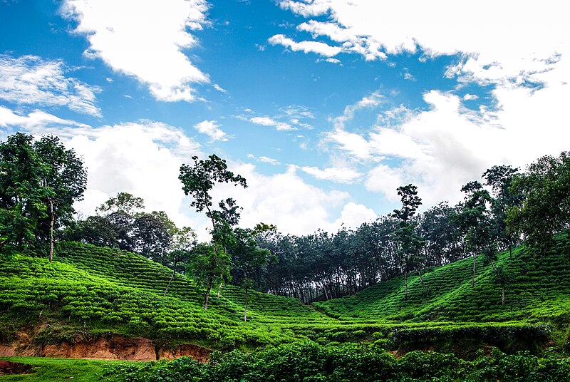 File:Sylhet tea garden.jpg