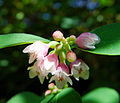 Symphoricarpos albus fiori