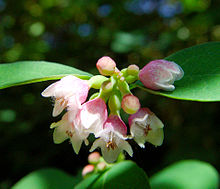 Snöbär (Symphoricarpos albus)