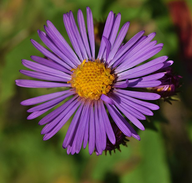 File:Symphyotrichum novae-angliae.jpeg