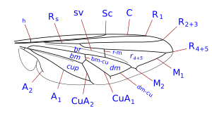 Syrphidae (Pipiza) wing veins.svg