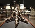 T rex foot - Museum of the Rockies - 2013-07-08.jpg