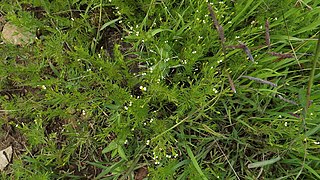 <i>Tagetes filifolia</i> Species of flowering plant