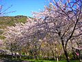 滝頭公園の桜並木