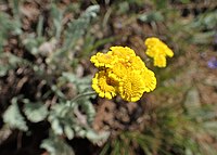 Tanacetum canescens