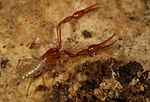 Thumbnail for Tooth Cave pseudoscorpion