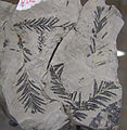 Fossil av Taxodium dubium fra miocen i Tyskland