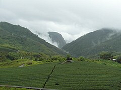 Plantación de té Alishan.jpg