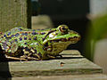 Teichfrosch, Nationalpark Donau-Auen, Schloss Wörth an der Donau 2012