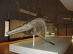 Temnodontosaurus trigonodon 5.JPG 