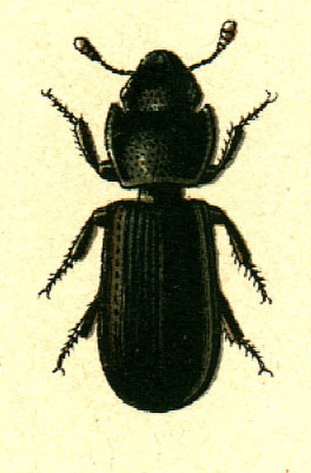 Tenebroides mauritanicus