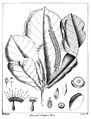 Terminalia catappa