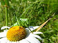 Tettigonia viridissima