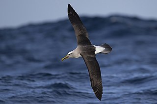 <span class="mw-page-title-main">Buller's albatross</span> Species of bird