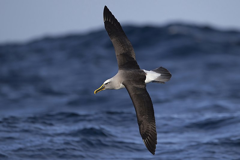 File:Thalassarche bulleri in flight 6 - SE Tasmania.jpg