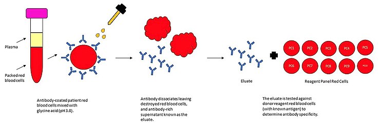 This infographic shows the acid antibody elution principle. The Acid Elution Principle.jpg