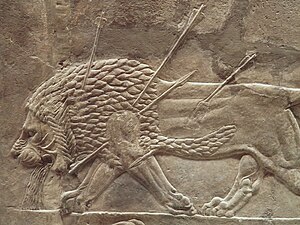 Wounded lion, detail from the Lion Hunt of Ashurbanipal, 7th century BC, British Museum The Royal lion hunt reliefs from the Assyrian palace at Nineveh, a dying male lion, about 645-635 BC, British Museum (12254756385).jpg