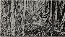 An old photo of a mother long-eared owl sitting on her nest. The common hawks and owls of California from the standpoint of the rancher (1922) (14563406738).jpg