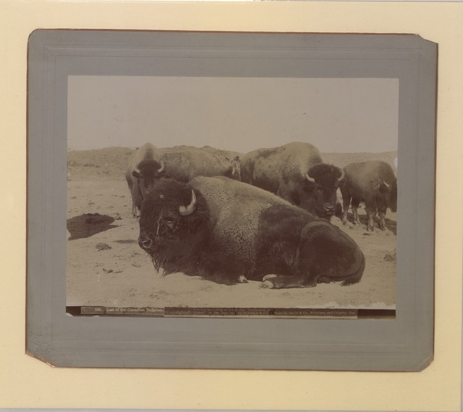 File:The last of the Canadian buffaloes Photo No 580 (HS85-10-13487) original.tif