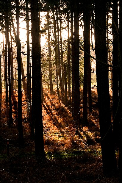 How to get to Thetford Forest with public transport- About the place