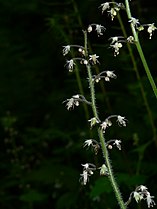 Tiarella trifoliata