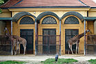 Giraffhus i dyrehagen Schönbrunn i Wien