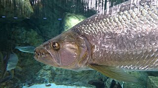 Goliath tigerfish