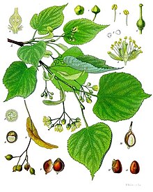 Illustration aus Köhler’s Medizinalpflanzen der Winter-Linde (Tilia cordata)