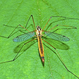 <i>Nephrotoma cornicina</i> Species of fly