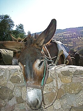 A tiring trek! Cyprus