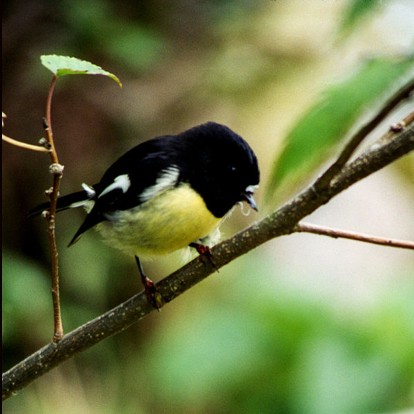 File:Tomtit (Petroica macrocephala).jpg