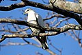 Torresian Imperial-pigeon (Ducula spilorrhoa) (31217890112).jpg