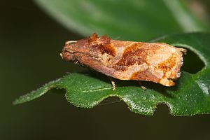 Tortricidae-Kadavoor-2016-03-23-002.jpg