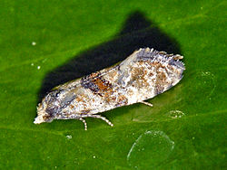 Tortricidae - Cochylis pallidana.JPG 