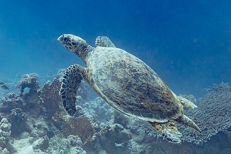 Eretmochelys imbricata (Hawksbill Sea Turtle)