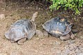 * Nomination San Cristobal Island Galapagos tortoise (Chelonoidis chathamensis), Santa Cruz Island, Galapagos Islands, Ecuador --Poco a poco 13:08, 28 January 2018 (UTC) * Promotion Good quality. --Jacek Halicki 14:15, 28 January 2018 (UTC)