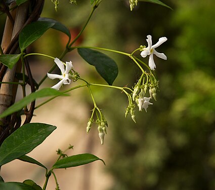 Trachelospermum jasminoides A.jpg