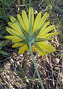 Tragopogon pratensis, oosterse morgenster bloem omwindsel.jpg