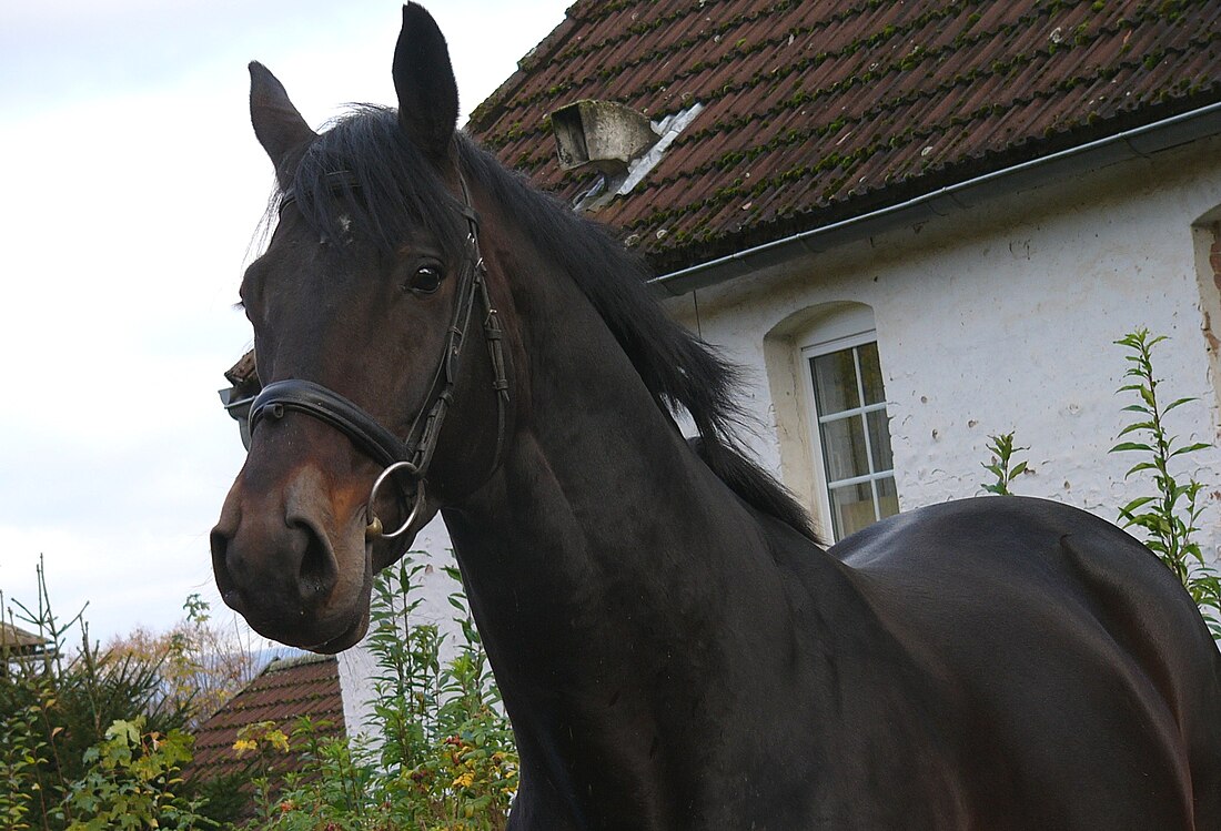 Trakehner