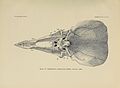 An illustration of the holotype skull from below, showing the palate Triceratops flabellatus palatal.jpg