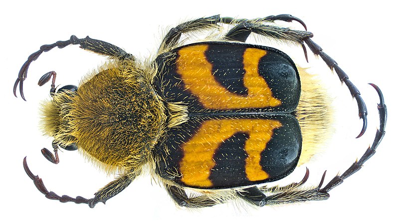 File:Trichius fasciatus Linné, 1758 (3185392536).jpg