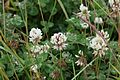 Trifolium repens (White clover) - Flickr - S. Rae.jpg