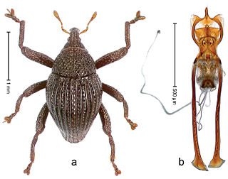 <i>Trigonopterus fissitarsis</i> Species of beetle