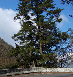 <i>Tsuga chinensis</i> Species of conifer