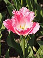 Tulipa 'Fancy Frills', Tulipan 'Fancy Frills', 2023-05-05