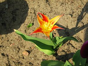 Tulipa tschimganica.jpg